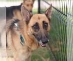 Small German Shepherd Dog Mix
