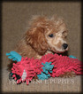 Small #38 Poodle (Miniature)