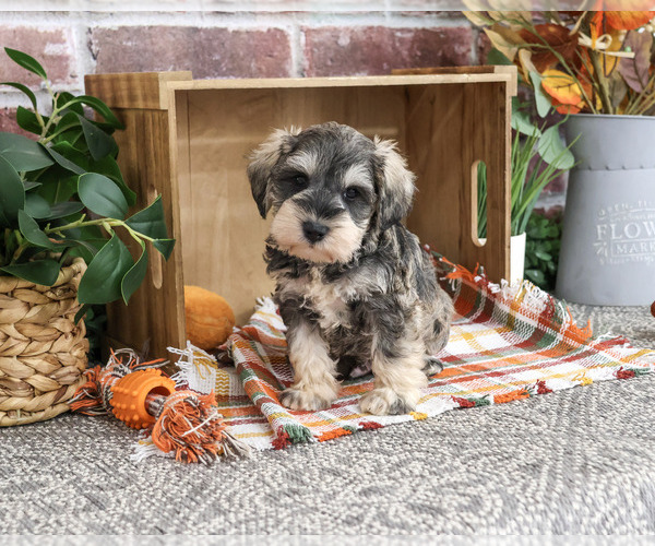 Medium Photo #5 Schnauzer (Miniature) Puppy For Sale in SYRACUSE, IN, USA