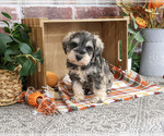 Small #4 Schnauzer (Miniature)