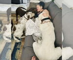 Small #4 Great Pyrenees