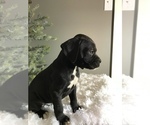 Small Photo #2 Boxer Puppy For Sale in MILLERSBURG, OH, USA