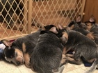 Small Photo #31 Australian Cattle Dog Puppy For Sale in PAHRUMP, NV, USA