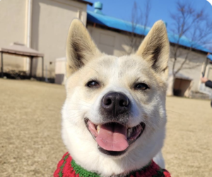 Shiba Inu-Unknown Mix Dogs for adoption in San Ramon, CA, USA