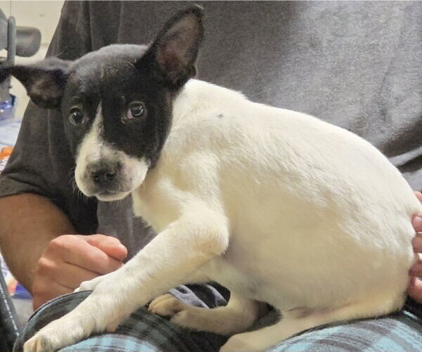 Medium Photo #3 Mutt Puppy For Sale in Minneapolis, MN, USA