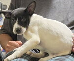 Small #2 Mutt