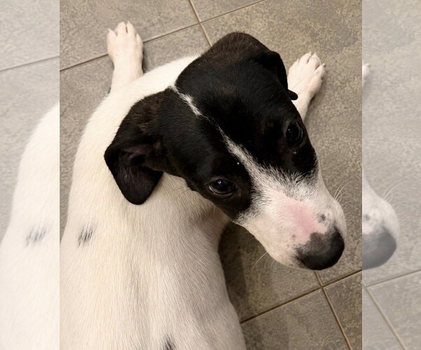 Medium Photo #4 Pointer Puppy For Sale in Southbury, CT, USA