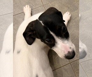 Shyanne ~ meet me! - Female Pointer Dog for Adoption - Photo #4