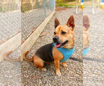 Small #4 German Shepherd Dog Mix