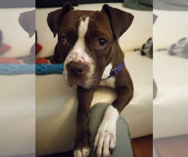 Medium Photo #18 Mutt Puppy For Sale in Philadelphia, PA, USA