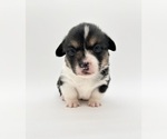 Small #2 Pembroke Welsh Corgi
