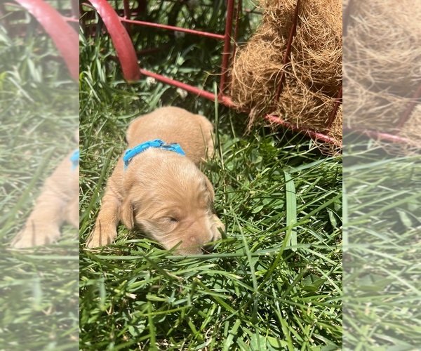 Medium Photo #1 Golden Retriever Puppy For Sale in NEOLA, WV, USA
