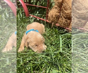 Golden Retriever Puppy for sale in NEOLA, WV, USA
