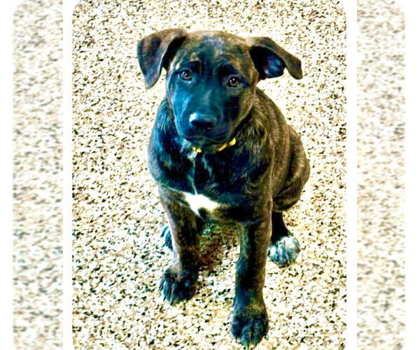 Medium Photo #5 German Shepherd Dog-Unknown Mix Puppy For Sale in Canton, CT, USA