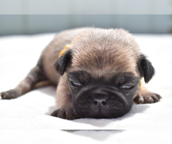 Medium Photo #1 Pug Puppy For Sale in PALM COAST, FL, USA