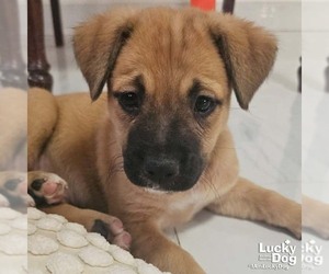 Labrador Retriever-Unknown Mix Dogs for adoption in Washington, DC, USA