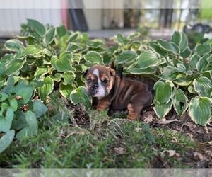 English Bulldog Puppy for sale in OOLOGAH, OK, USA