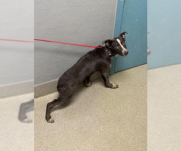 Medium Photo #1 Mutt Puppy For Sale in Las Vegas, NV, USA