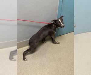 Mutt Dogs for adoption in Las Vegas, NV, USA