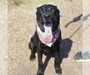 Labrador Retriever-Unknown Mix Dogs for adoption in San Antonio, TX, USA