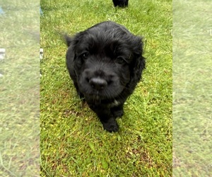 Medium Cocker Spaniel-Sheepadoodle Mix