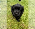 Puppy 4 Cocker Spaniel-Sheepadoodle Mix