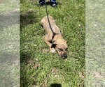 Small #3 American Pit Bull Terrier Mix