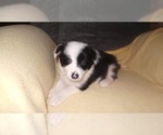 Small Photo #28 Border Collie Puppy For Sale in AIKEN, SC, USA