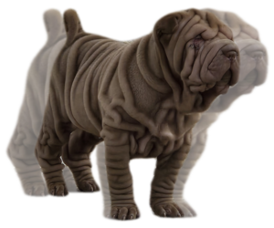Chinese Shar-Pei Puppy for sale in MARIENTHAL, KS, USA