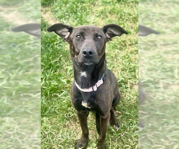 Medium Photo #1 Labrador Retriever-Unknown Mix Puppy For Sale in Center Township, PA, USA