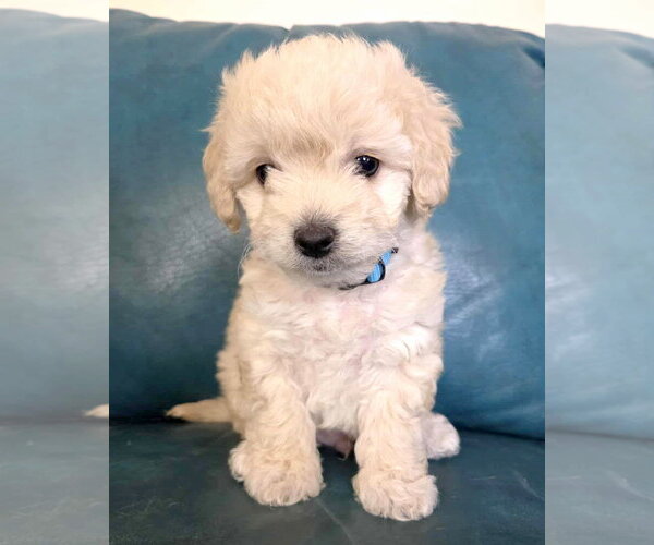 Medium Photo #2 Maltipoo (Miniature) Puppy For Sale in Corona, CA, USA