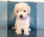 Small #1 Maltipoo (Miniature)