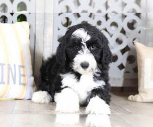 Sheepadoodle Puppy for sale in MOUNT VERNON, OH, USA