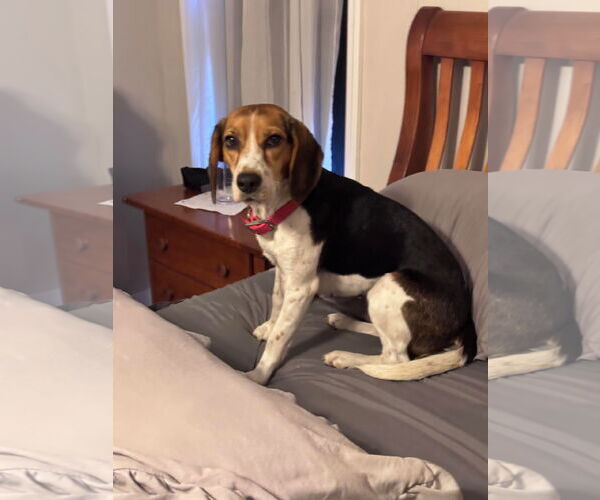 Medium Photo #7 Beagle Puppy For Sale in Valrico, FL, USA
