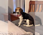 Small #6 Beagle