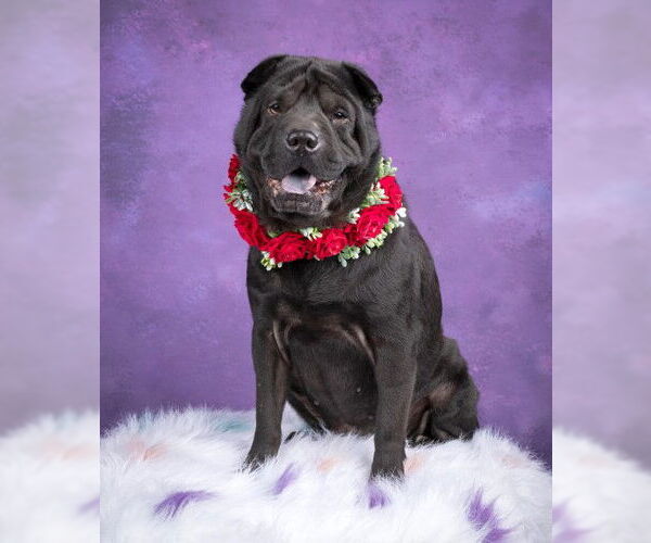 Medium Photo #6 Chinese Shar-Pei Puppy For Sale in Germanton, TN, USA