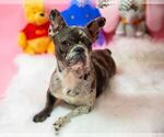 Small Photo #2 French Bulldog Puppy For Sale in ADRIAN, MI, USA