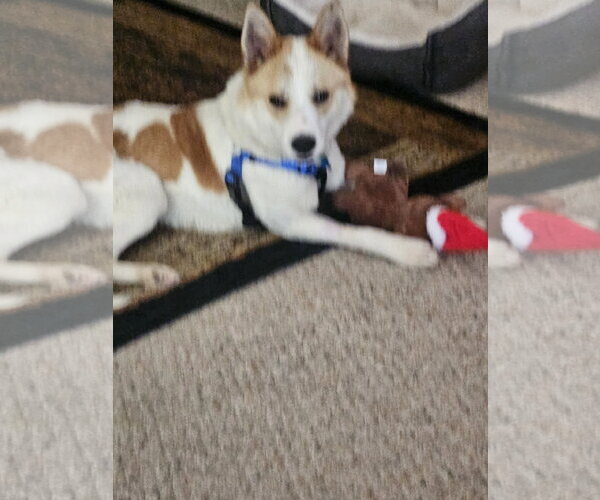 Medium Photo #3 Collie-Unknown Mix Puppy For Sale in Plainfield, IL, USA