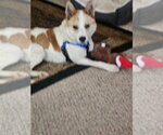 Small #2 Collie Mix
