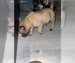 Small Photo #13 Belgian Malinois Puppy For Sale in SQUAW VALLEY, CA, USA