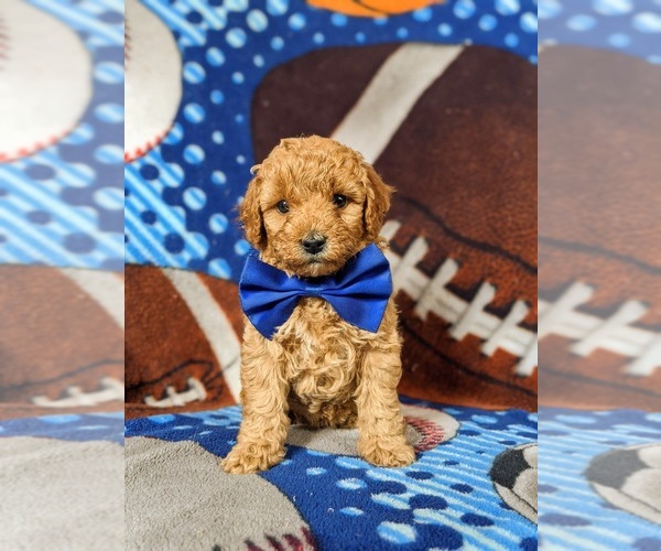 Medium Photo #1 Cavapoo Puppy For Sale in NEW PROVIDENCE, PA, USA