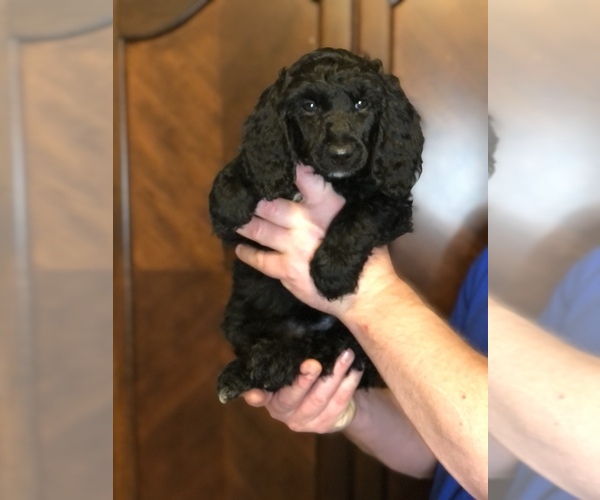 Medium Photo #2 Poodle (Standard) Puppy For Sale in IRONTON, OH, USA