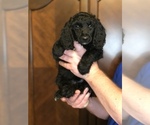 Small #1 Poodle (Standard)