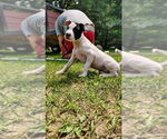 Small American Pit Bull Terrier Mix
