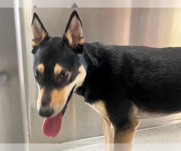 Medium Photo #1 Australian Kelpie Puppy For Sale in Orange, CA, USA