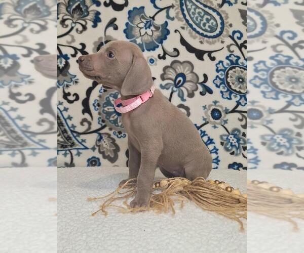 Medium Photo #25 Weimaraner Puppy For Sale in LEWISBURG, KY, USA