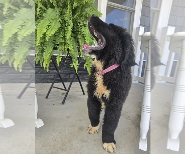 Medium Photo #11 Newfoundland Puppy For Sale in TILTON, IL, USA
