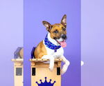 Small #11 American Staffordshire Terrier Mix