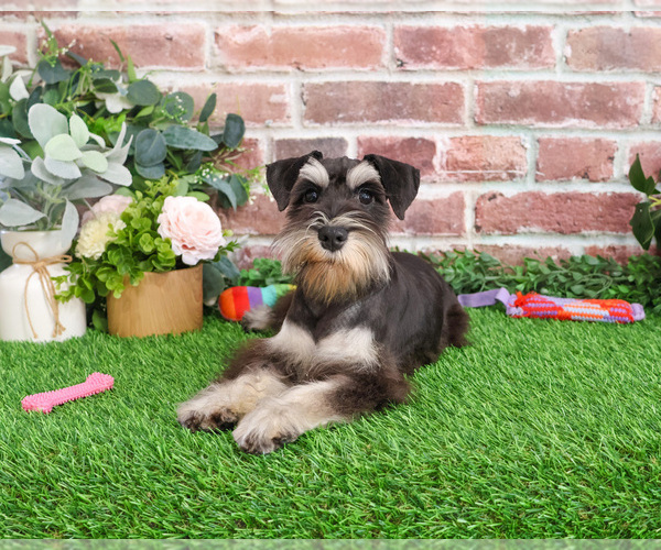 Medium Photo #5 Schnauzer (Miniature) Puppy For Sale in SYRACUSE, IN, USA