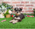 Small #4 Schnauzer (Miniature)